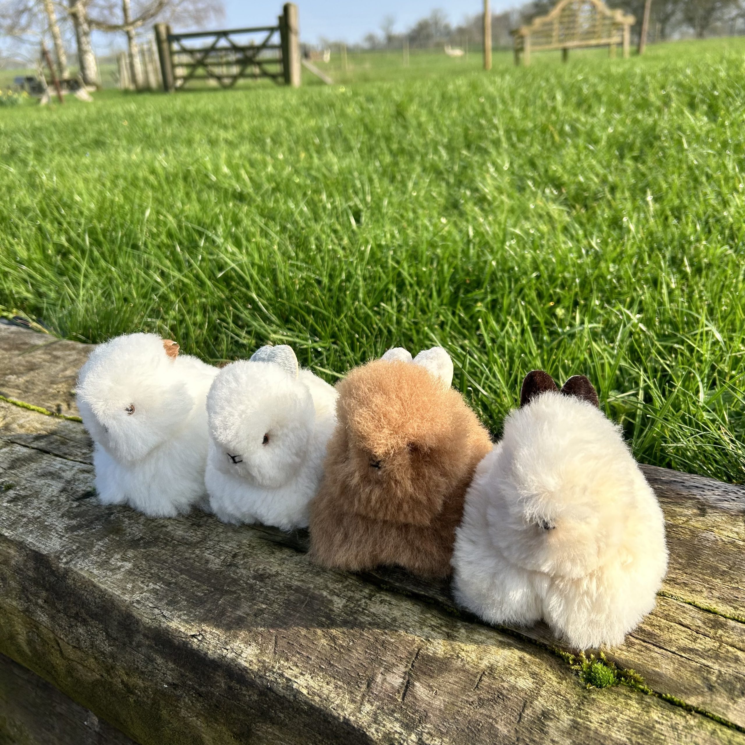 Alpaca Bunnies