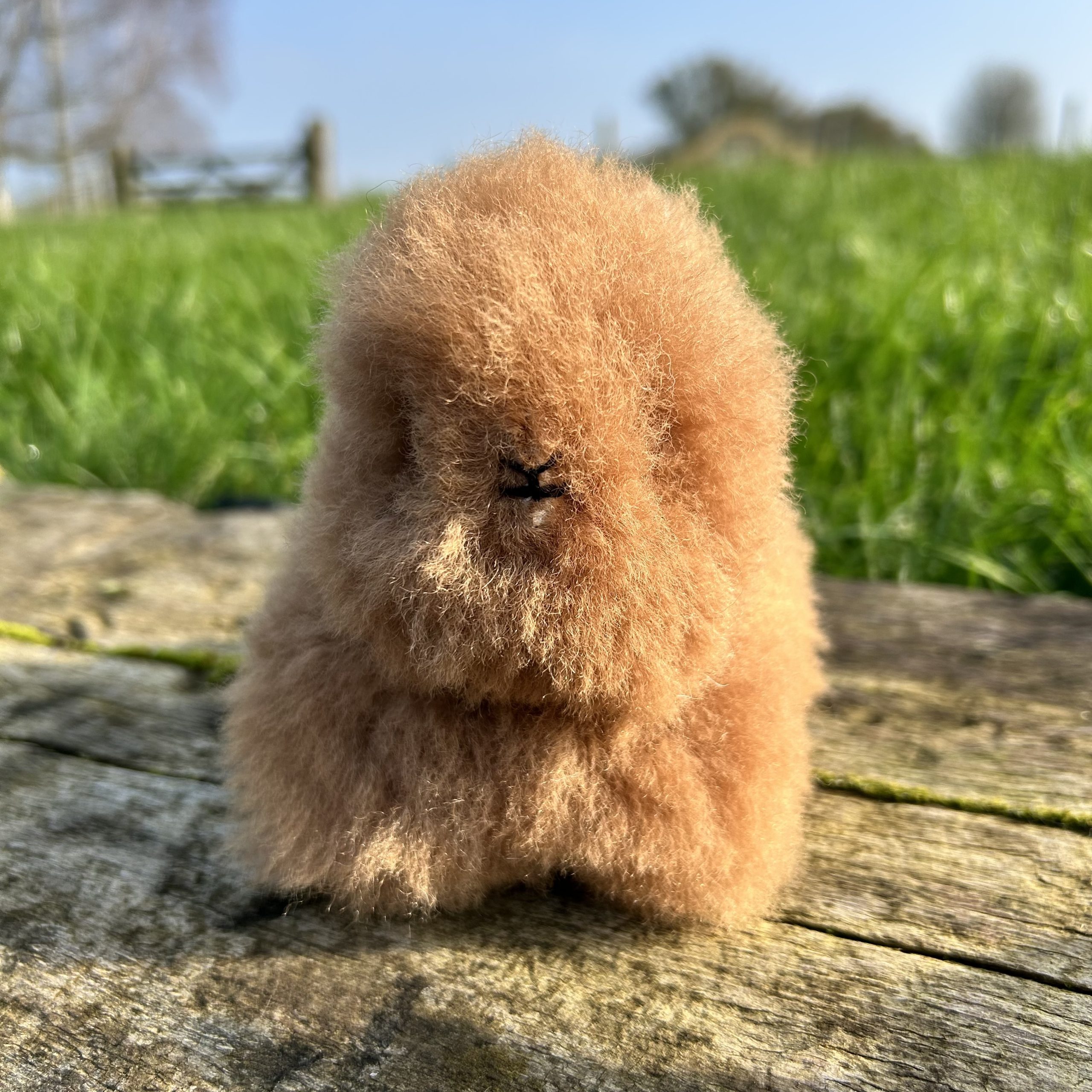 Alpaca Bunny